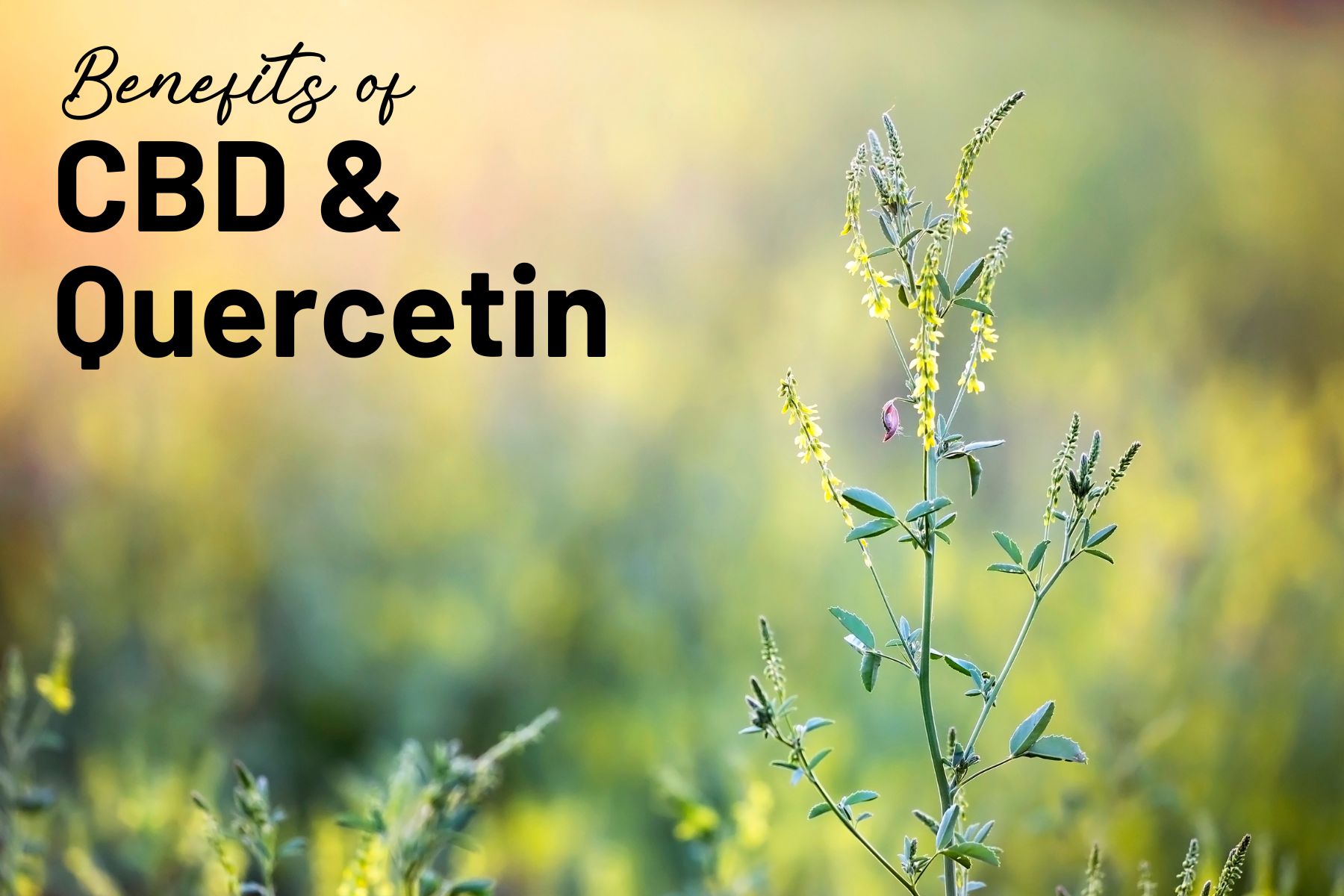 Discovering the Power of CBD and Mother Earth’s Quercetin 500-Plus: Enhancing Your Well-being Naturally